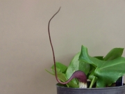 Arisarum proboscidium (Mouse Arum)